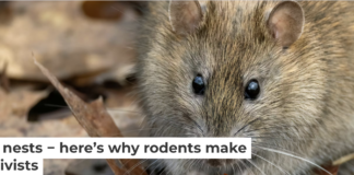 Old rat nests can contain fabrics, papers, animal bones, plant remains and other materials that have been undisturbed for hundreds of years. Andyworks/E+ Collection via Getty Images